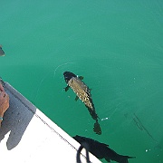 Picture 035